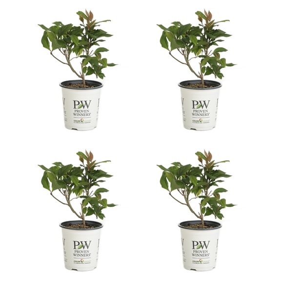 Proven Winners ColorChoice 5" Pearl Glam Beautyberry Live Plant in 4.5" Pot (4 Count)