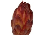 thumbnail image 4 of Vickerman 18-24" Natural Red Repens Head attached to a Reed Stem. Includes 20 Stems, comes Dried., 4 of 6