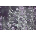 thumbnail image 3 of Davis Ashley 24x17 Black Modern Framed Museum Art Print Titled - Lavender bushes, 3 of 5