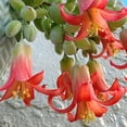 thumbnail image 4 of Cotyledon Pendens Succulent Hanging Plant-2" Pot Succulents Trailing Succulents Houseplant,Small Succulent Plant For Home Office Decoration Indoor Outdoor 2 Pack, 4 of 5