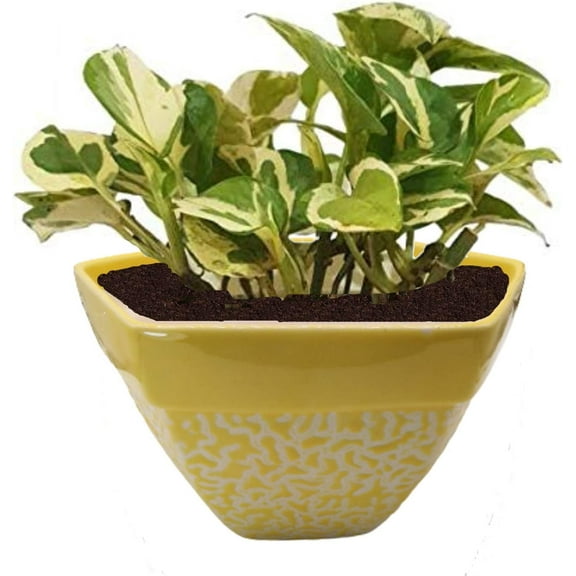 India Meets India Ceramic Flower Pot Planter Indoor Outdoor Planter Handicraft by Awarded Indian Artisan (Yellow, H-5 x D-8 Inch)