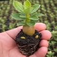 thumbnail image 4 of Desert Rose Adenium Obesum, 3/6 Plants, Starter Seedling, Rare Succulent, 4 of 5