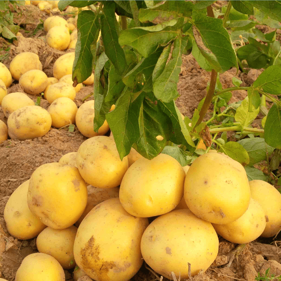 60 TPS True Potato Seeds Gold Yukon Potatoes Seeds Yellow Potato Heirloom Vegetable Seeds for Growing, Tiny Seed