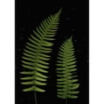 thumbnail image 2 of Fern Leaves With Water Droplets Poster Print, 2 of 2