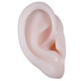 thumbnail image 1 of Modelo de oreja de tamaño real, herramientas de enseñanza súper suaves, pantalla de ciencia, accesorios flexibles 1:1 Derecha Jinwen Modelos de orejas de silicona, 1 of 8