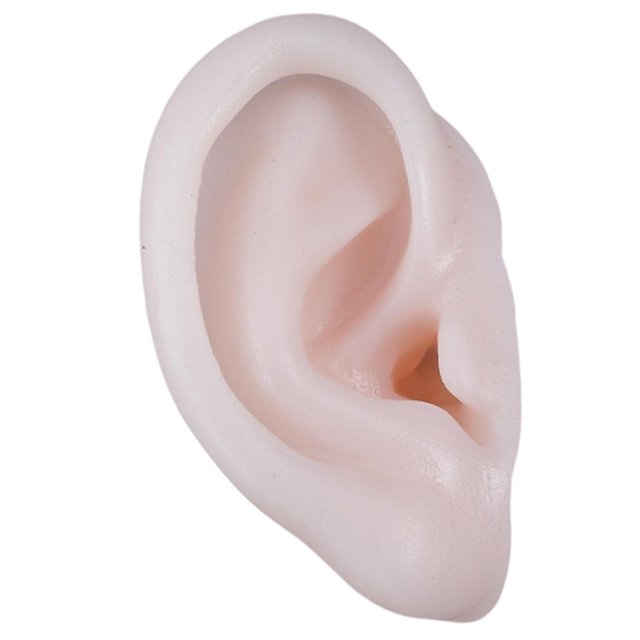 Modelo de oreja de tamaño real, herramientas de enseñanza súper suaves, pantalla de ciencia, accesorios flexibles 1:1 Derecha Jinwen Modelos de orejas de silicona