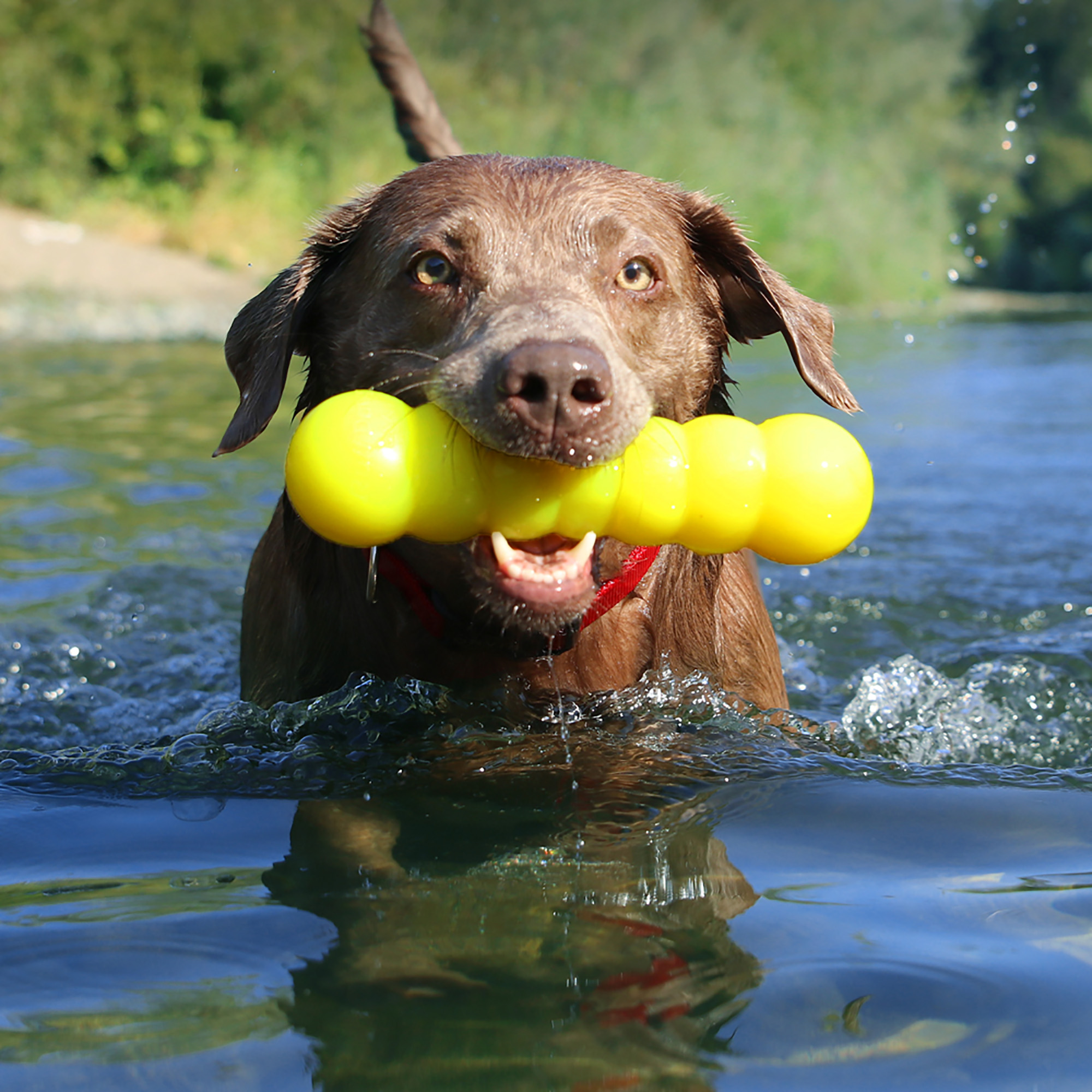 Ruff Dawg Dawg-Buster Indestructible Rubber Retrieving Dog Toy, Color Varies