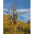 thumbnail image 2 of Fitzharris, Tim 26x31 Gold Ornate Wood Framed with Double Matting Museum Art Print Titled - Big Saguaro Cactus, 2 of 4