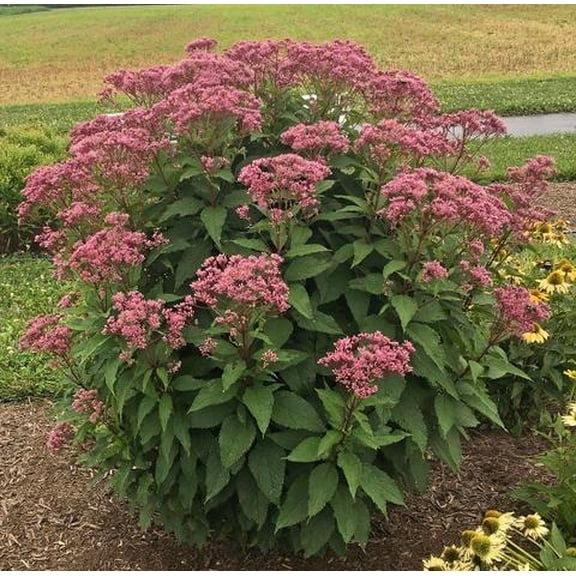 Eupatorium purpureum 'Euphoria Ruby'-Pollinator Friendly Perennial  2 Gallon (Pack of 2)
