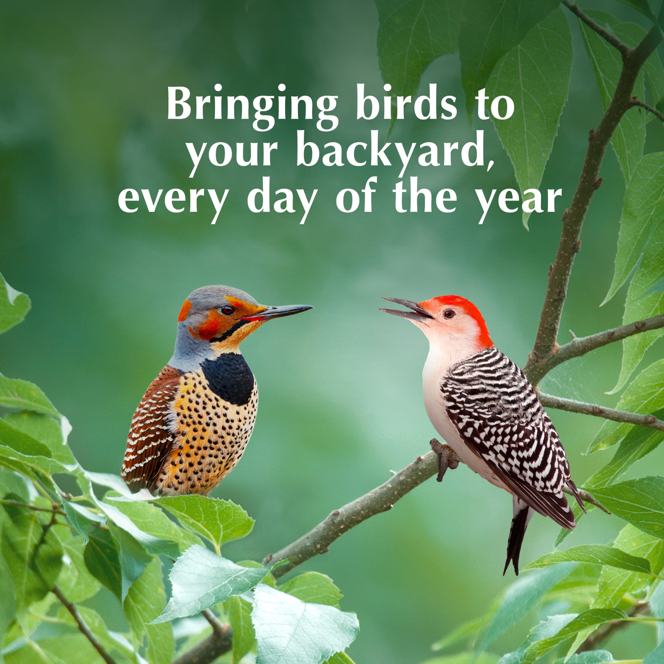 (2 pack) C&S EZ Fill Suet Basket, for Wild Bird Suet Cakes, 2" x 5.25" x 5.25"