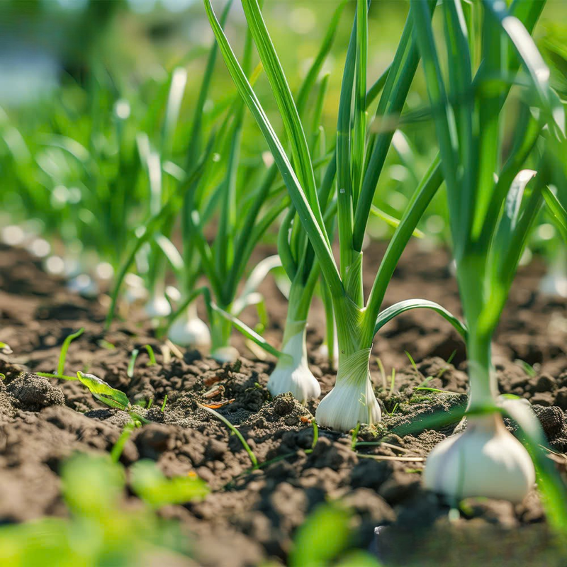 1/2 LB Mixed Garlic Bulbs for Planting, Hard Neck Garlic Bulbs, Cold Hardy, Fast Growing and High Yield, Large Garlic Bulbs