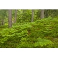 thumbnail image 2 of Illg, Cathy and Gordon 14x11 Black Ornate Wood Framed with Double Matting Museum Art Print Titled - Europe, Scotland, Cairngorm NP Forest ferns, 2 of 4