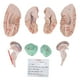 thumbnail image 3 of Modelo De Cerebro ANGGREK Modelo De Anatomía Cerebral Profesional Extraíble, 3 of 8
