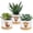 Highland Cow, variant on GBBG 3 Pcs Decor Gift for Women Planter Ceramic Gift Animal Plant Pot with Bamboo Tray for Office Home Farm House Bathroom Kitchen Christmas Decorations (No Plants Included) (Highland Cow)