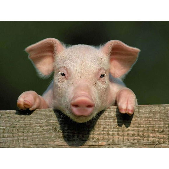 Wee Blue Coo Photo Animal Cochon Porcelet Mignon Ferme Rose Bébé Non Encadré Art Mural Affiche Décoration Maison Premium