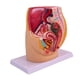 thumbnail image 4 of Modelo de anatomía reproductiva de la pelvis: investigación realista, educación científica detallada Femenino, 4 of 9