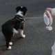 thumbnail image 1 of Correa retráctil para perros, luz LED brillante Cuerda de para perros Recargable para Seguridad Caminar Entrenamiento Suministros para Yinane Correa retráctil, 1 of 8
