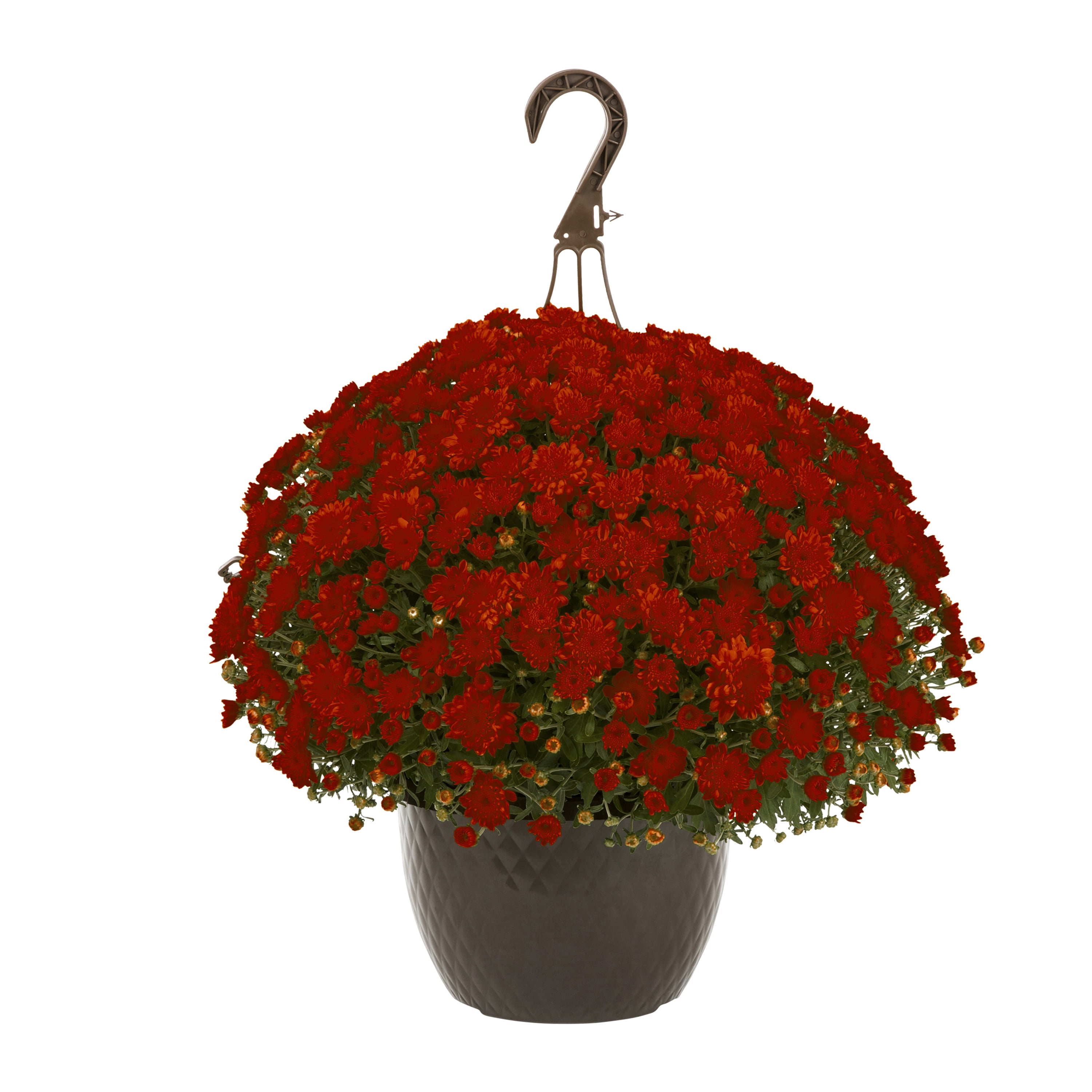 Expert Gardener 12' Red Mum Live Plant Hanging Basket