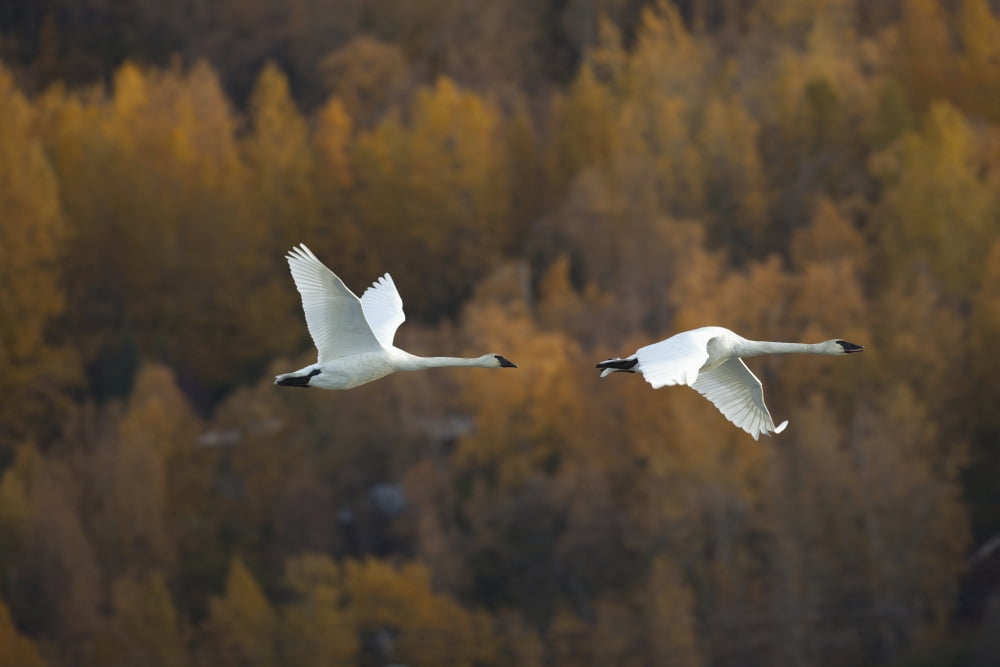 Two Adult Trumpeter