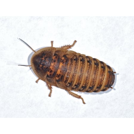 Live Dubia Roaches For Feeding Reptiles 100 Medium Mix 1 2 To 7
