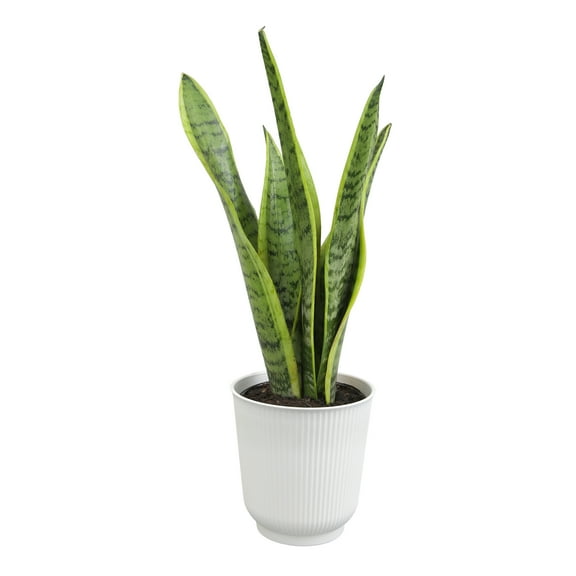 Laurentii Snake Plant, Clean Air Houseplant | 4.25 in Decor Pot; Full Sun | Element by Altman Plants