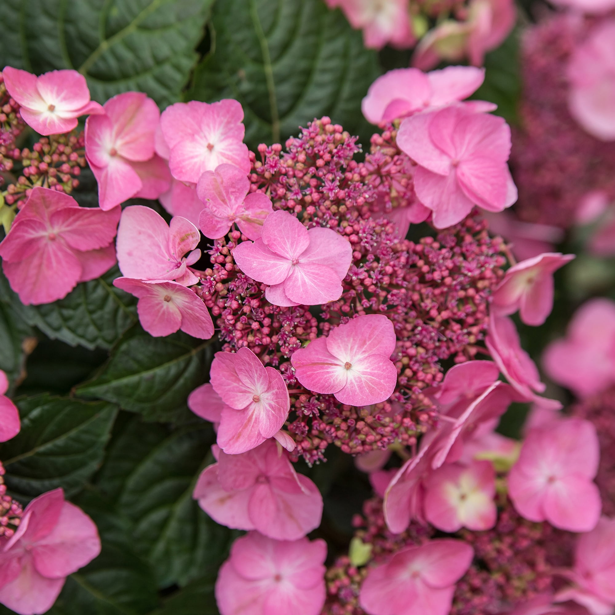 Endless Summer Pop Star Reblooming Hydrangea Live Shrub in 1-Gallon Grower Pot