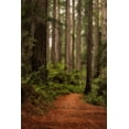 thumbnail image 2 of Head, Danny 23x32 Gold Ornate Wood Framed with Double Matting Museum Art Print Titled - Forest Path II, 2 of 4
