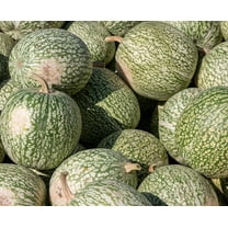 15 Whale Shark Pumpkin Seeds for Planting - Rare Seeds