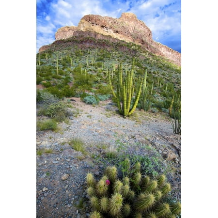 Glass Desert Winds Art Organ Pipe Cactus NM, Ajo Mountain Drive Winds Through the Desert Print Wall Art By Richard Wright ()