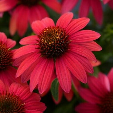 50 Baja Burgundy Coneflower Seeds