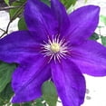 thumbnail image 6 of Clematis Duchess of Cornwall - 2 Live Starter Plants in 2 Inch Growers Pots - Starter Plants Ready for The Garden - Rare Clematis for Collectors, 6 of 7