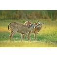 thumbnail image 2 of Welling, Dave 24x17 Gold Ornate Wood Framed with Double Matting Museum Art Print Titled - TX, McAllen Wild whitetail deer pair at a pond, 2 of 4