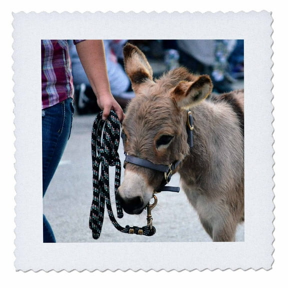 3dRose, miniature donkey head halter animal, 12x12 inch quilt square