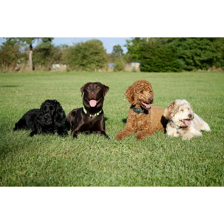 LAMINATED POSTER Labrador Dogs Cocker Poodle Best Friends Friends Poster Print 24 x (Best Dog To Pair With Labrador)