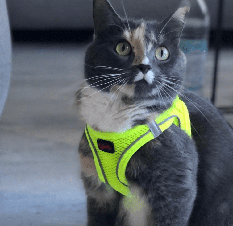 Tailpetz Step-in Breathable Airmesh Vest Harness Reflective Soft Padded Harnesses for Cats Puppies Small and Medium Dogs (Neon-Orange 3XSmall)