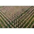 thumbnail image 2 of Molinari, Michele 14x11 White Modern Wood Framed Museum Art Print Titled - Italy-poplar trees plantation for paper pulp production, 2 of 4
