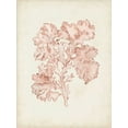 thumbnail image 2 of McCavitt, Naomi 19x24 White Modern Wood Framed Museum Art Print Titled - Seaweed Specimens VI, 2 of 4