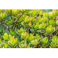 thumbnail image 2 of Engelbrecht, Jim 14x11 White Modern Wood Framed Museum Art Print Titled - Stonecrop, 2 of 4