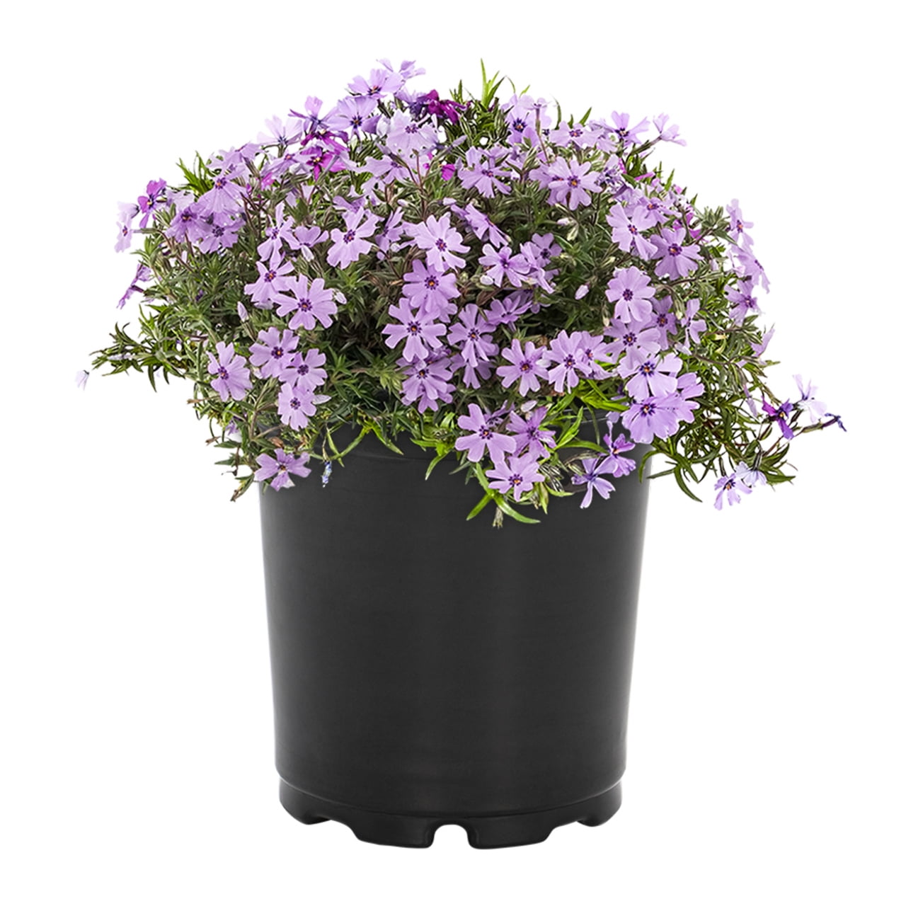 Expert Gardener 2QT Purple Phlox Live Perennial Plant Sun 3-Pack