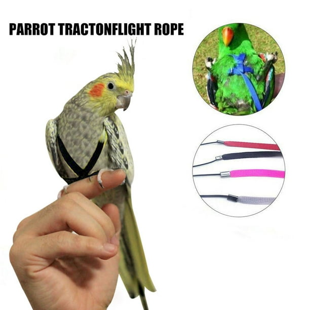 Bird leashes discount