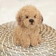 thumbnail image 2 of Labradoodle Small Plush Puppy, Dog Stuffed Animal, 7.8 inch, 2 of 5