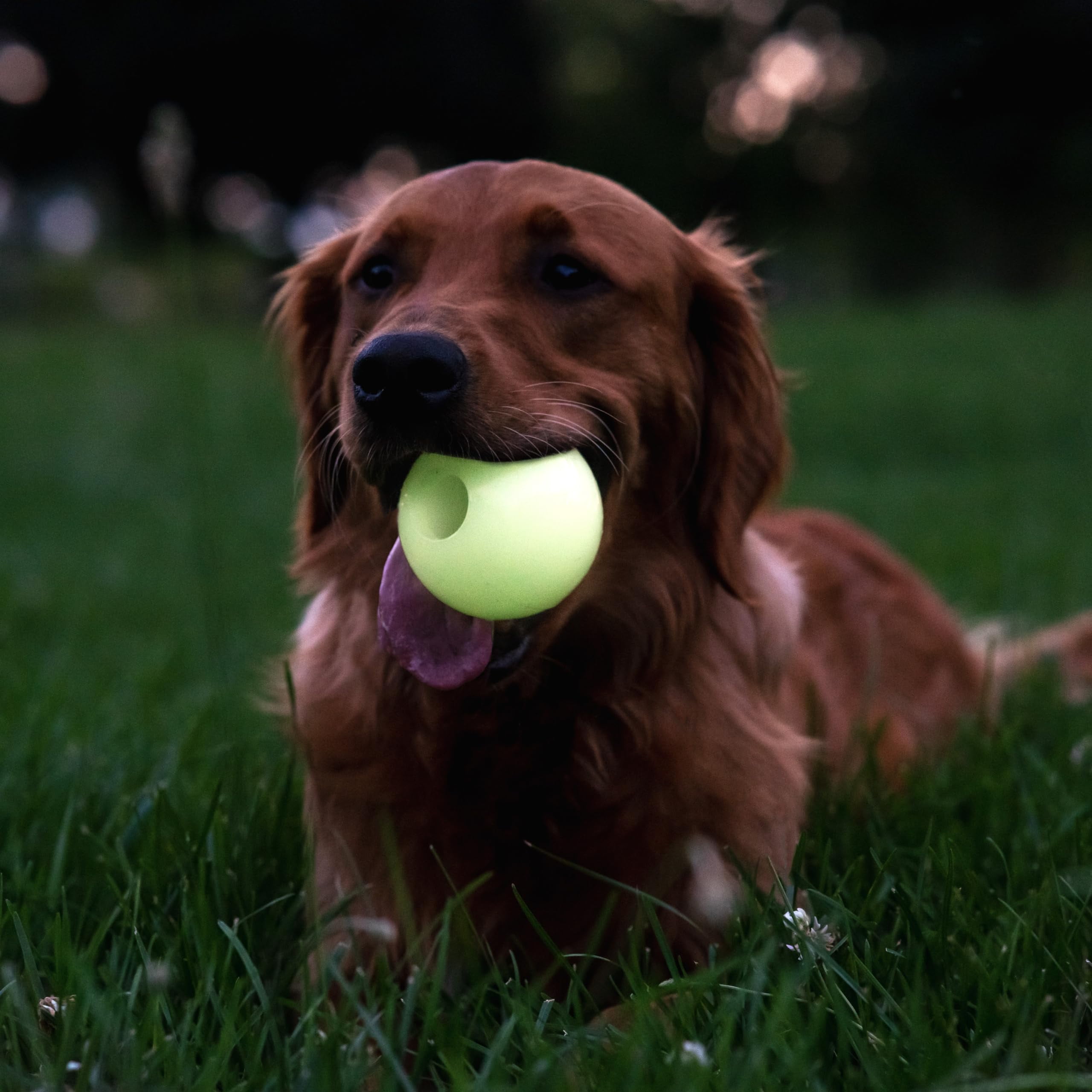 Harry Barker Durable All-Natural Rubber Balls for Dogs, 3" Glow Balls, Yellow, 2 Pack Set