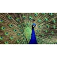 thumbnail image 3 of CafePress - Peacock Mugs - 11 oz Ceramic Mug - Novelty Coffee Tea Cup, 3 of 6