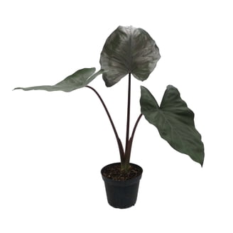 indoor corner plant stand Corner Plant Stand Indoor, 6 Tiered Plant Shelf Flower Stand