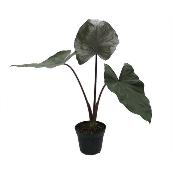 Rare Metalhead Alocasia - 6" Pot -Houseplant