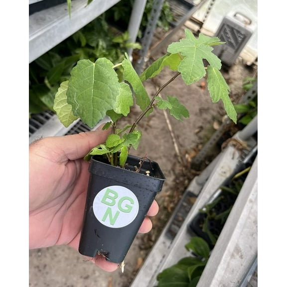 Black Mission Fig Tree – Ficus Carica - Live Fig Plant
