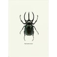 thumbnail image 2 of GraphINC 14x18 Gold Ornate Wood Framed with Double Matting Museum Art Print Titled - Beetle Black, 2 of 4