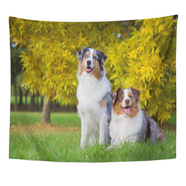 Zealgned Green Blue Adorable Two Australian Shepherd Dogs Colorful Wall Art Hanging Tapestry Home Decor For Living Room Bedroom Dorm 60x80 Inch Walmart Com Walmart Com