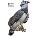 thumbnail image 3 of CafePress - Harpy Eagle Mug - 11 oz Ceramic Mug - Novelty Coffee Tea Cup, 3 of 6