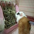 thumbnail image 3 of Hay Feeder for Rabbit, Guinea Pigs, Chinchillas, Hamsters, Less Wasted, Hay Rack Guarantees Clean(White), 3 of 5